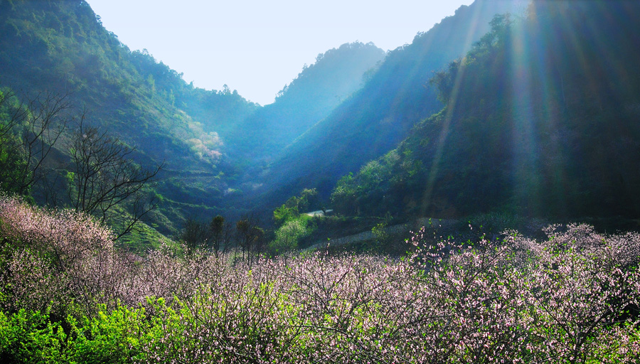 vươn-hoa-dao-moc-chau